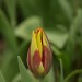 Tulpe 0_Selektiv_ISO800 Wolkig
