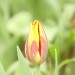 Tulpe 2_Selektiv_ISO800 Wolkig