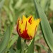 Tulpe offen von Seite 1_Selektiv_ISO400 Wolkig