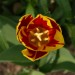 Tulpe von Oben 0_Selektiv_ISO400 Wolkig