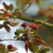 Zierapfel1 0_Mittenbetont_ISO800