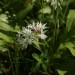 Baerlauch mit kastanienpollenbepudertem Bienchen
