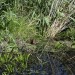 Das Tegeler Fliess 04_mit Ente