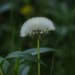 Flauschige Pusteblume
