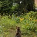 Gartenansicht