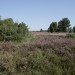 Heide 1