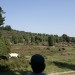 Heide 6