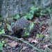 Igel im Garten