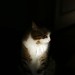 Kater Jan im Sonnenstrahl in Kueche 2