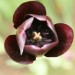 Lila Tulpe von oben mit Birkenpollen besprenkelt