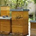 Momentaufnahme Flugbienen 20150617
