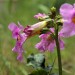 Nass_Blume2