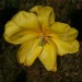 Weit aufgebluehte Tulpe 2