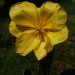 Weit aufgebluehte Tulpe