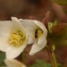 Wildbiene an Christrose 01 Selektiv
