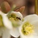 Wildbiene an Christrose 03 Selektiv