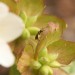 Wildbiene an Christrose 04 Selektiv