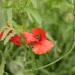 Zwei Bienen im Mohn