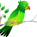 Wellensittich_pur