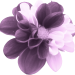 Blume2a_Carola