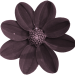 Blume3_Carola