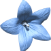 Blume4a_Carola