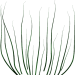 Gras2_Carola