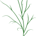 Gras4_Carola