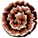 Blume8_Carola