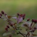 Bluetenpracht8