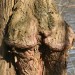 Holzstrukturen Wettbewerb 02