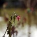 Verfall Blume
