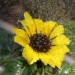 Sonnenblume 1 mit Wasser 3200 Mittenbetont