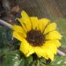 Sonnenblume 3 mit Wasser 25 Mittenbetont