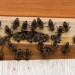 Aufgereihte Bienchen