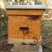 Feuerwanzen an Bienenbeute
