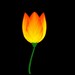 Tulpe