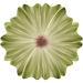 Blume-05