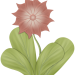 Blume_mit_Stengel_04-a