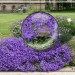 Fruehblueher_02