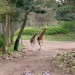 Giraffenpaar