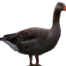 Ente