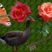 Gesamt_bilder