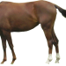 Pferd