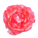 Rose_siox