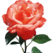 Rose_stil1