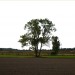 baum_w_hg