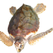 schildkr1