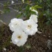 weisse_rosen_klein