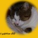 cat_hg